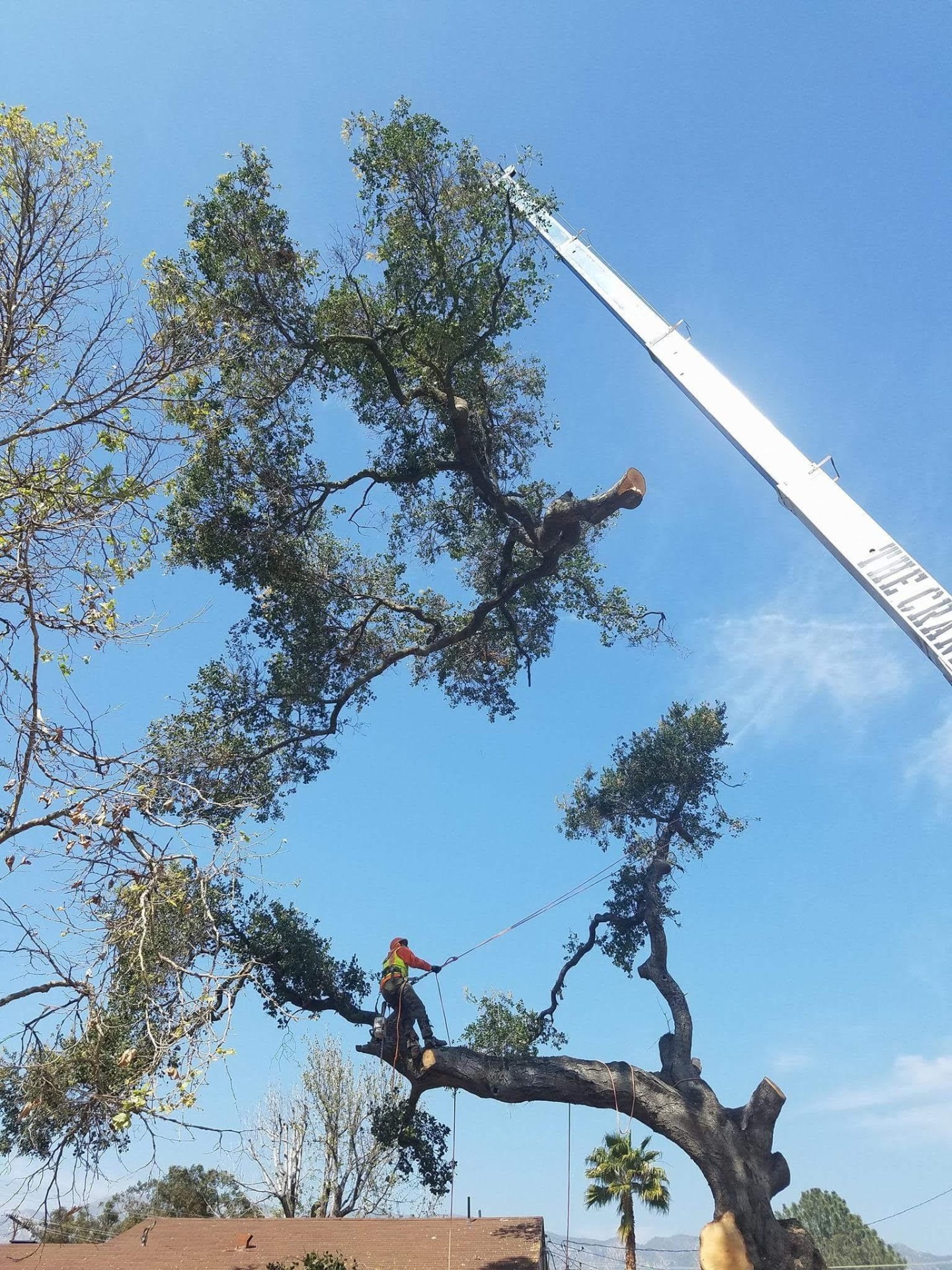 Climber and crane crew removing a large oak