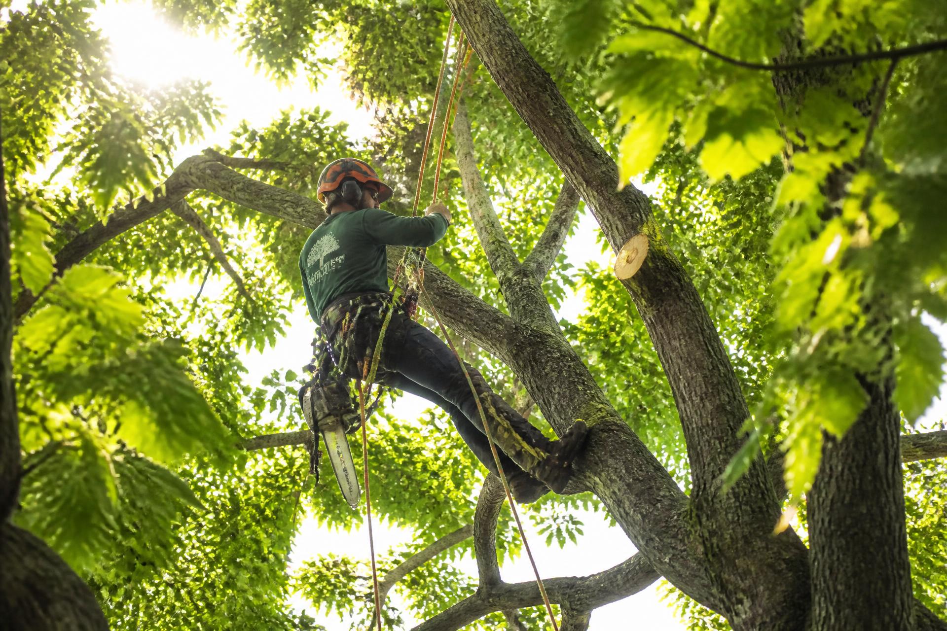 Professional arborist trimming a healthy green tree